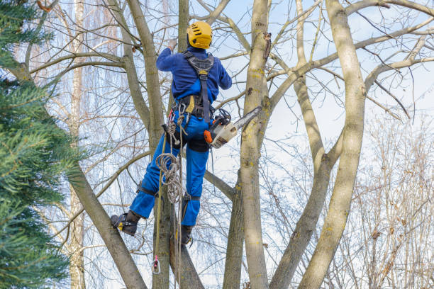 Pest Control for Lawns in Howland Center, OH