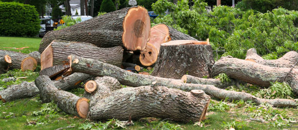 How Our Tree Care Process Works  in  Howland Center, OH