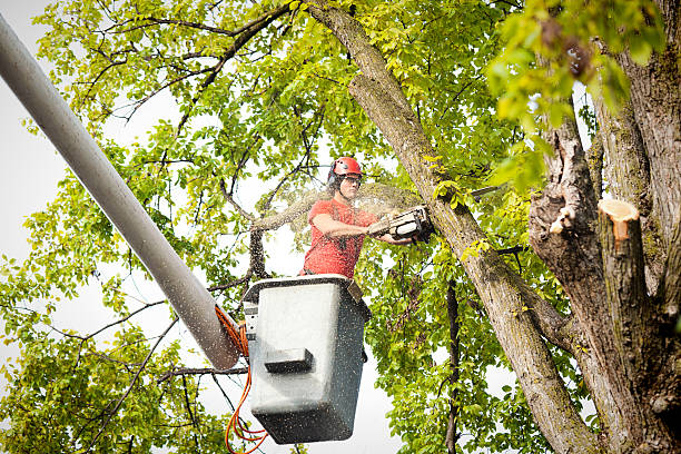 Reliable Howland Center, OH Tree Services Solutions